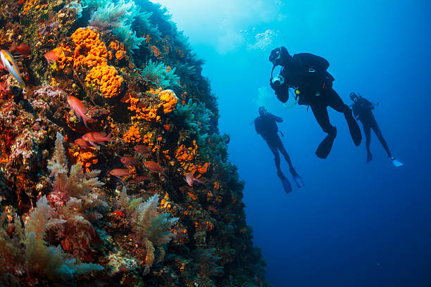 A Guide to Picking the Ideal Mask for Snorkeling and Diving