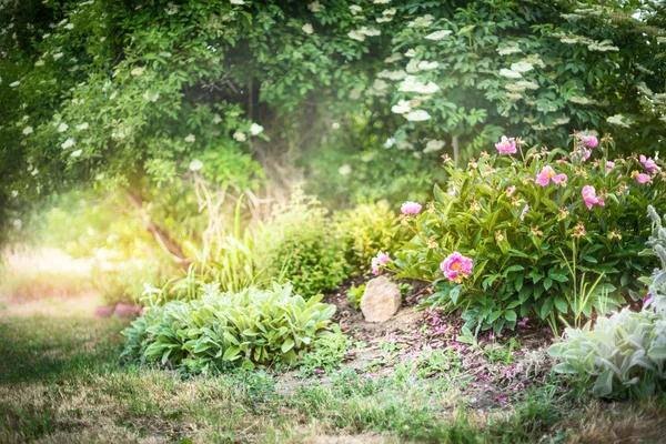 Is Chicken Poop a Secret Weapon for Your Garden?